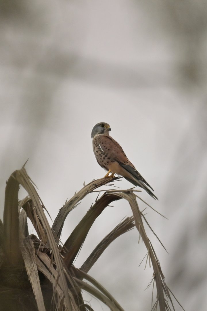 Common Kestrel Falco tinnunculus