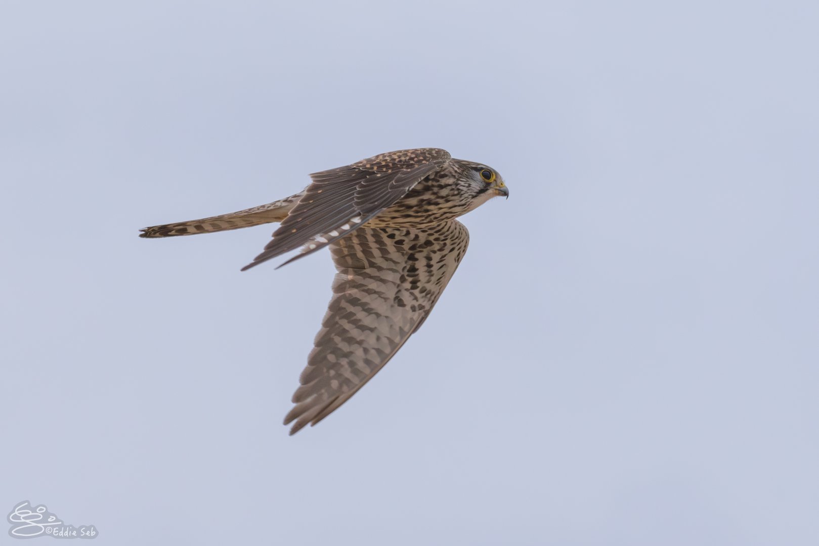Common Kestrel - Falco tinnunculus