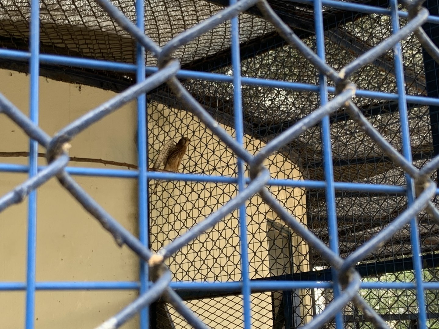 Common kestrel (Falco tinnunculus)