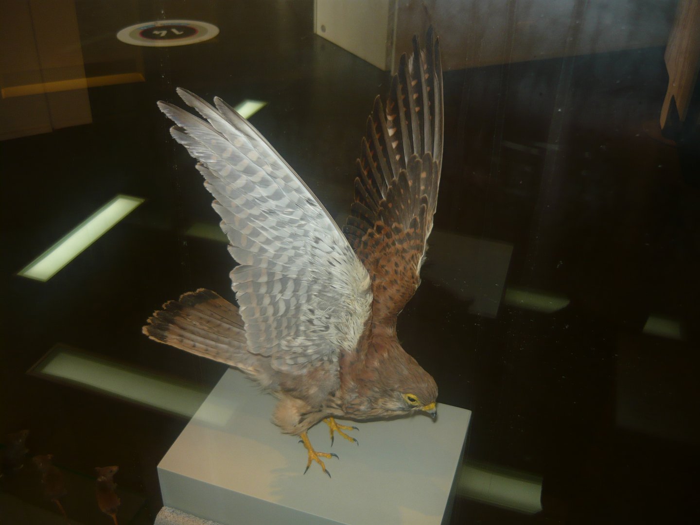 Common kestrel female