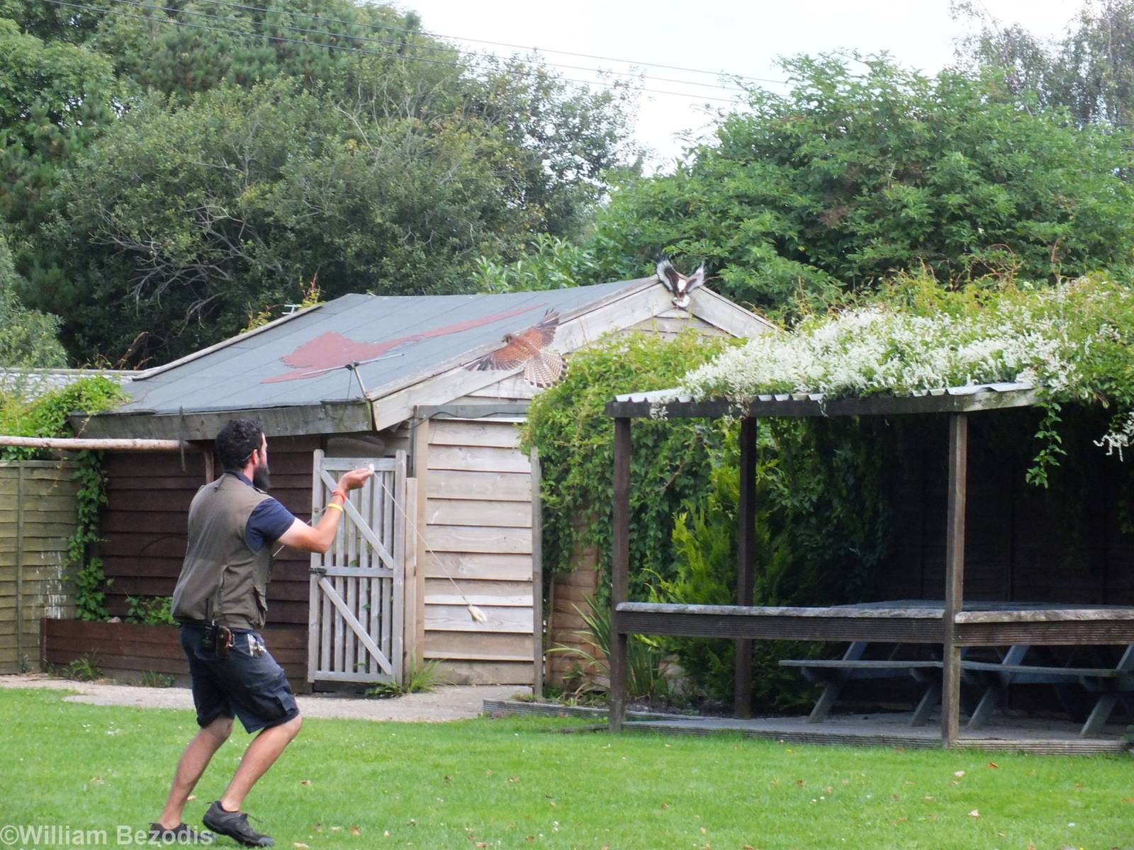 Common Kestrel in Flight Show