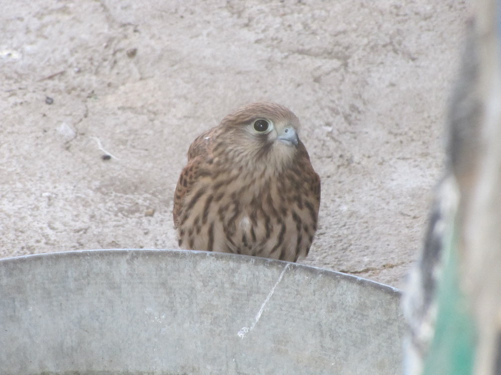 common kestrel(tehran zoo)