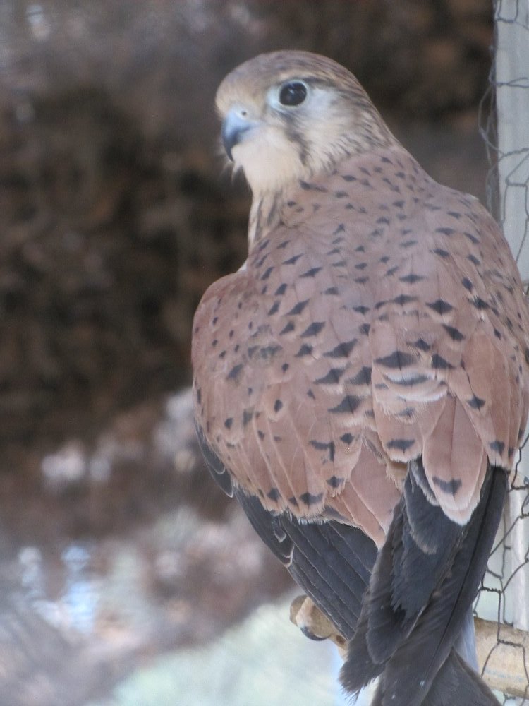 common kestrel (tehran zoo)
