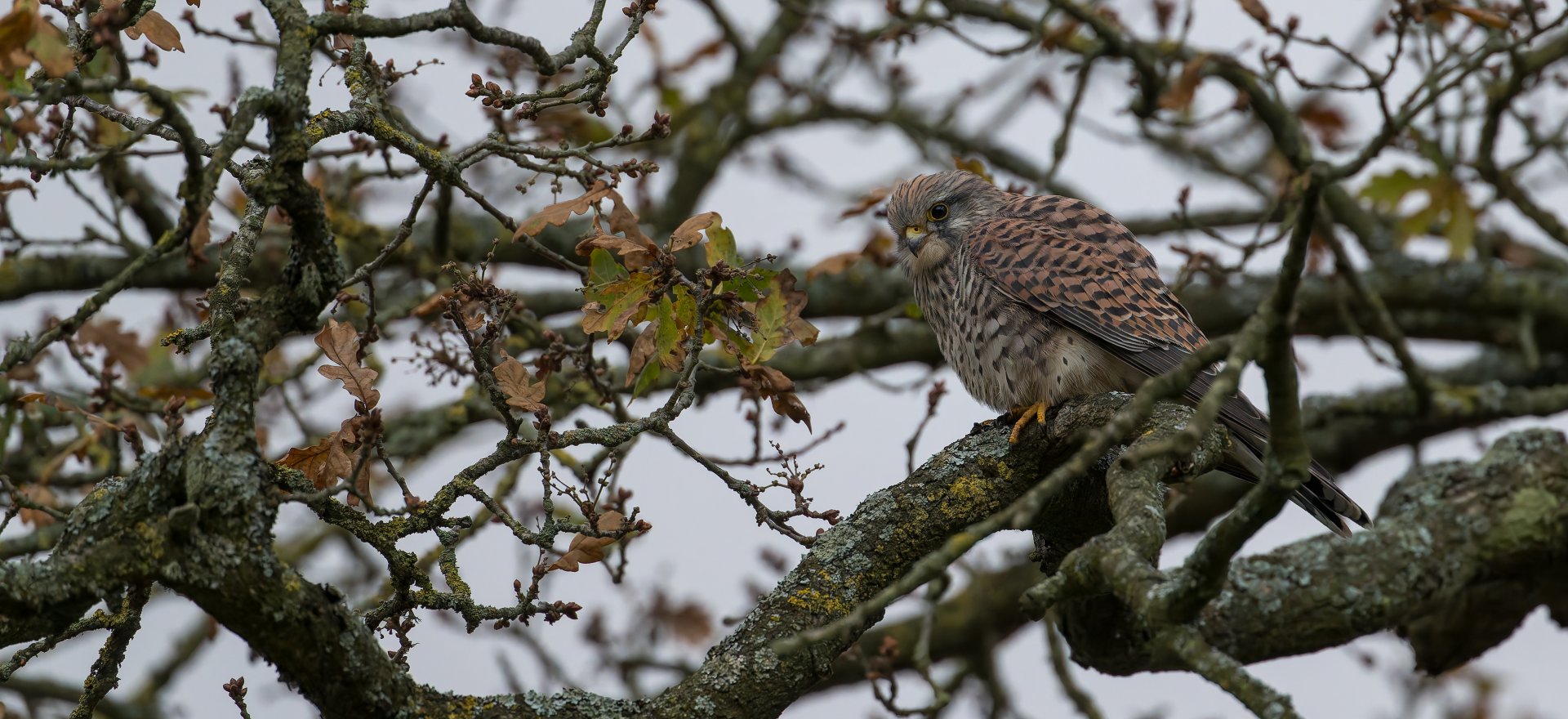 Common Kestrel (wild), UK