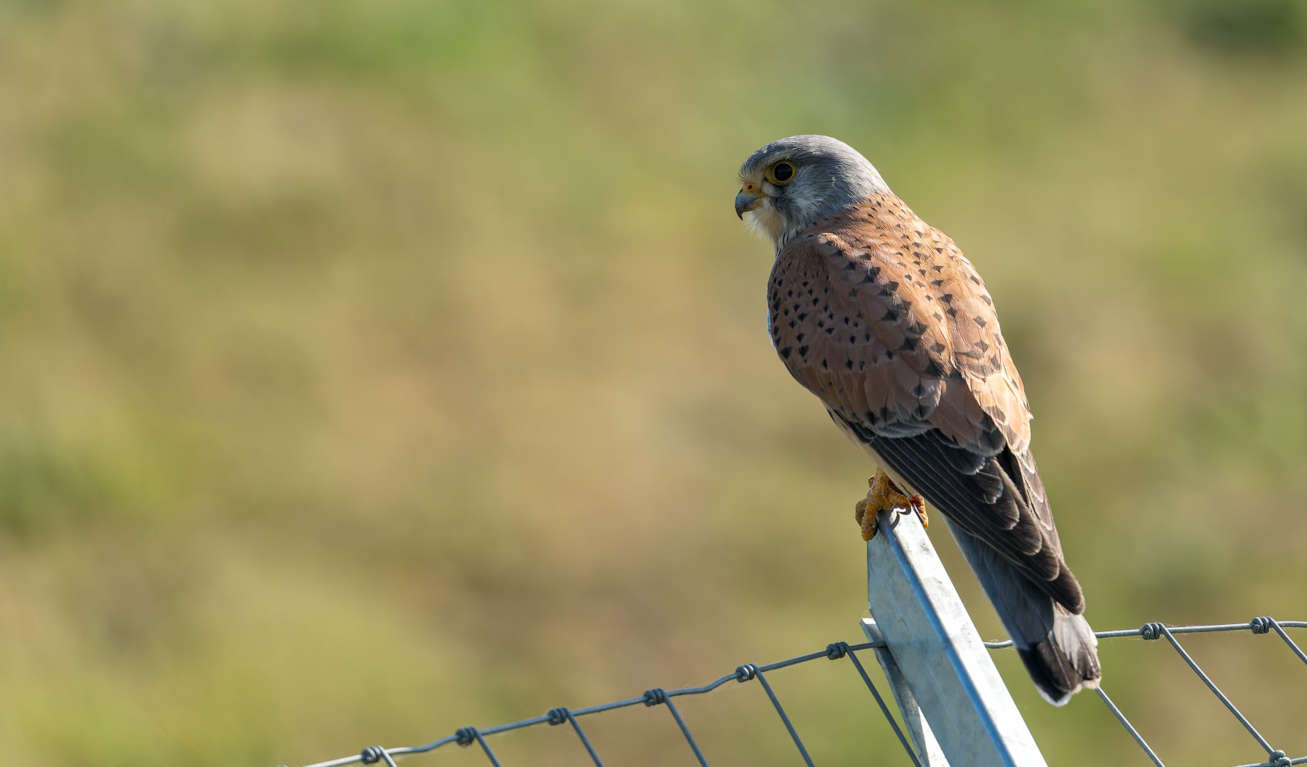 Common Kestrel (wild) UK