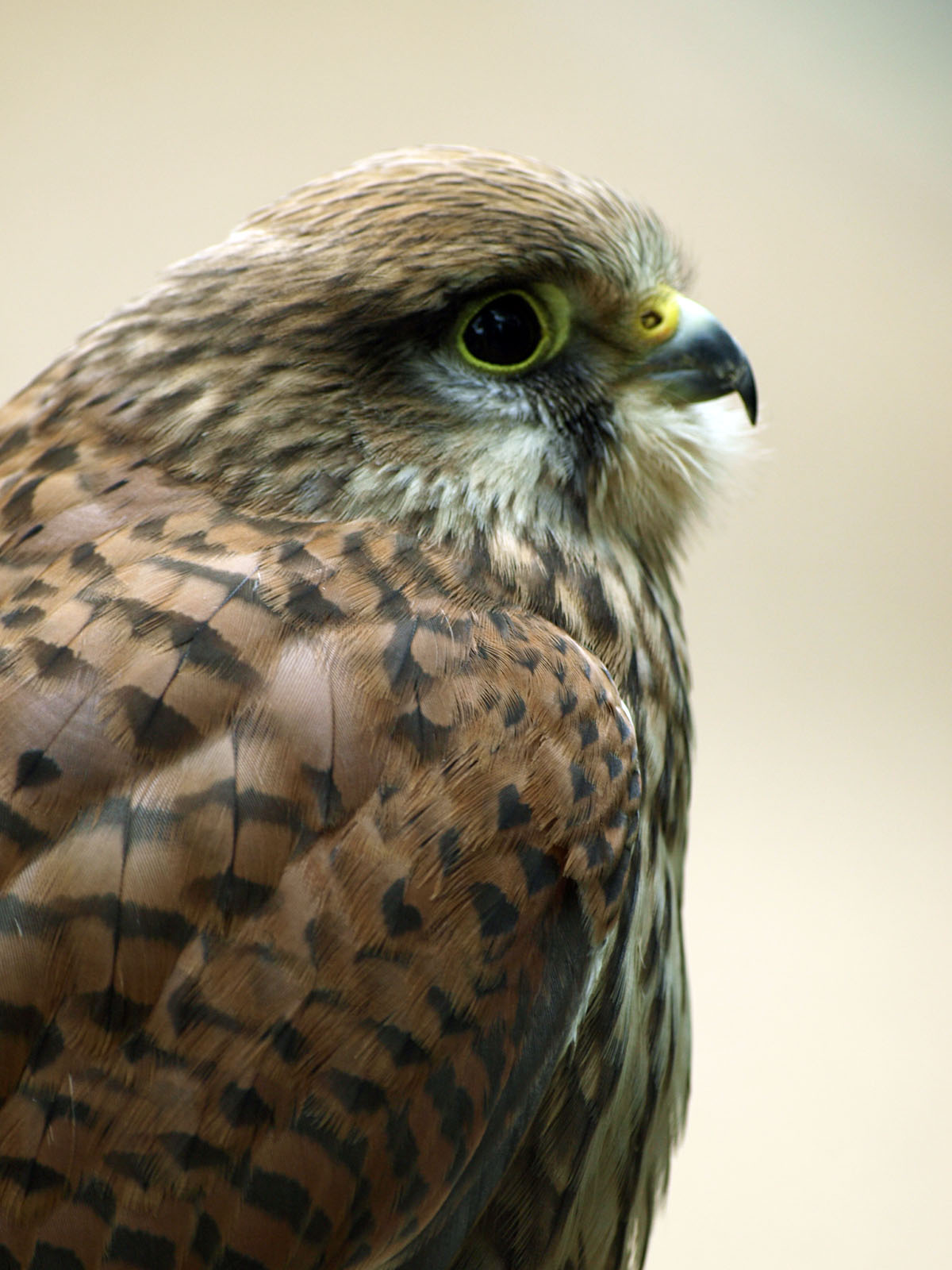 Common kestrel