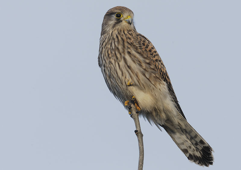 Common kestrel