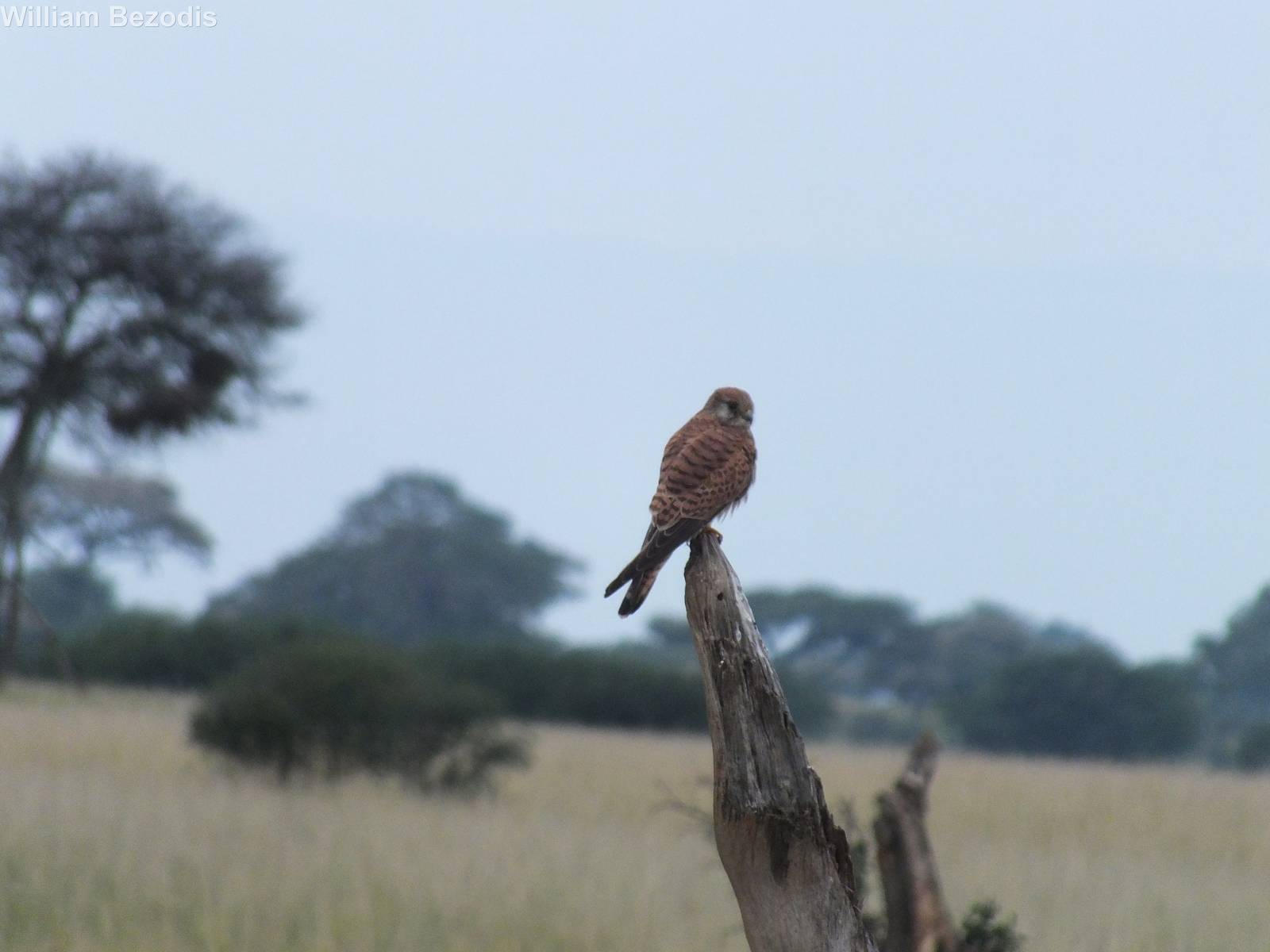 Common Kestrel
