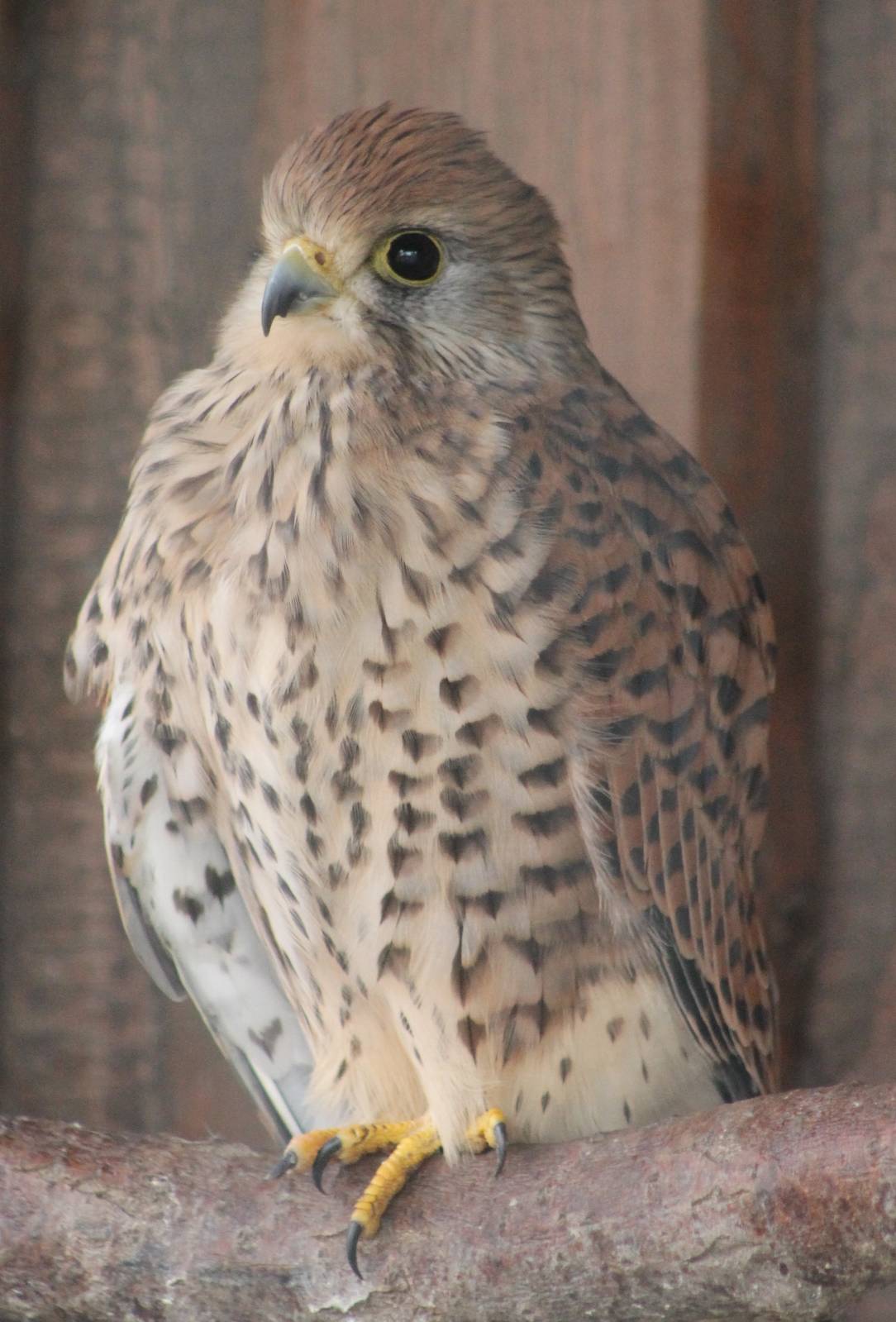 Common kestrel