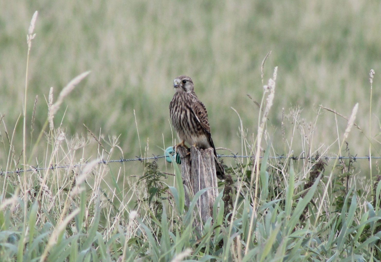 Common kestrel