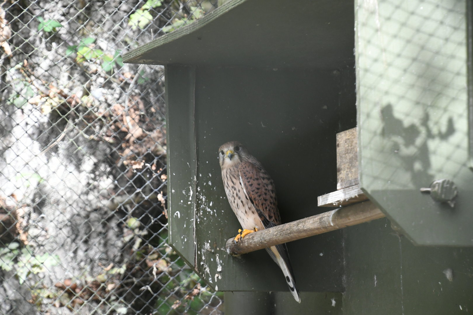 Common Kestrel