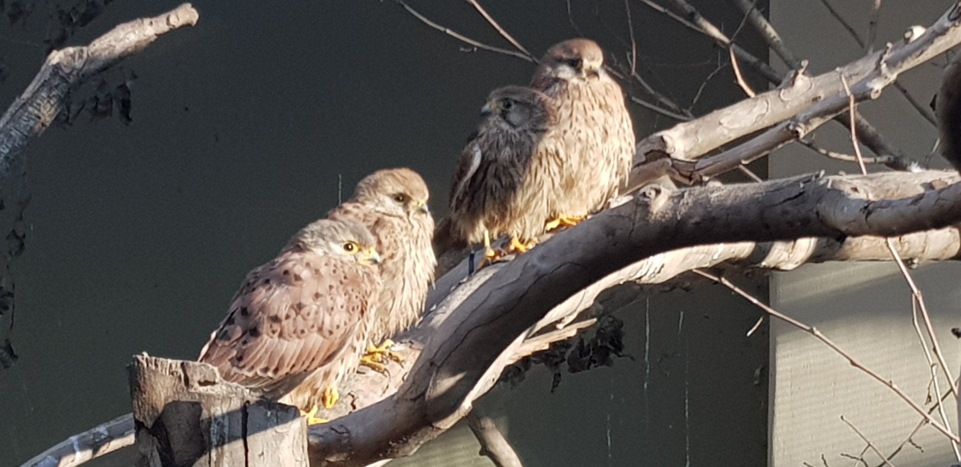 Common kestrels