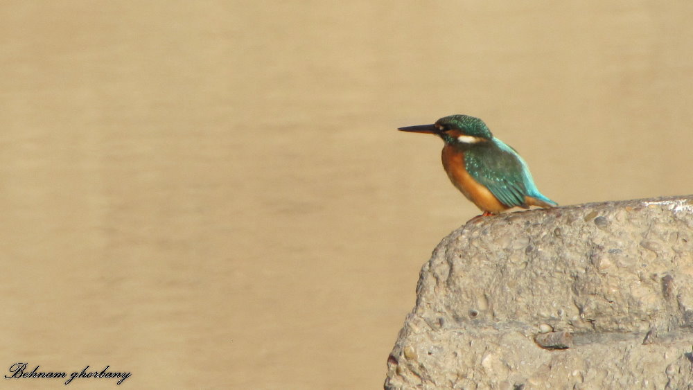 common king fisher 2011
