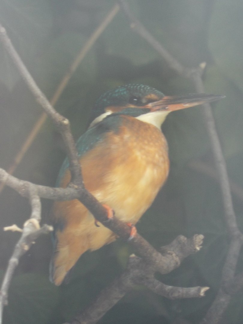 Common Kingfisher (Alcedo atthis) at Alpenzoo Innsbruck - April 11 2015