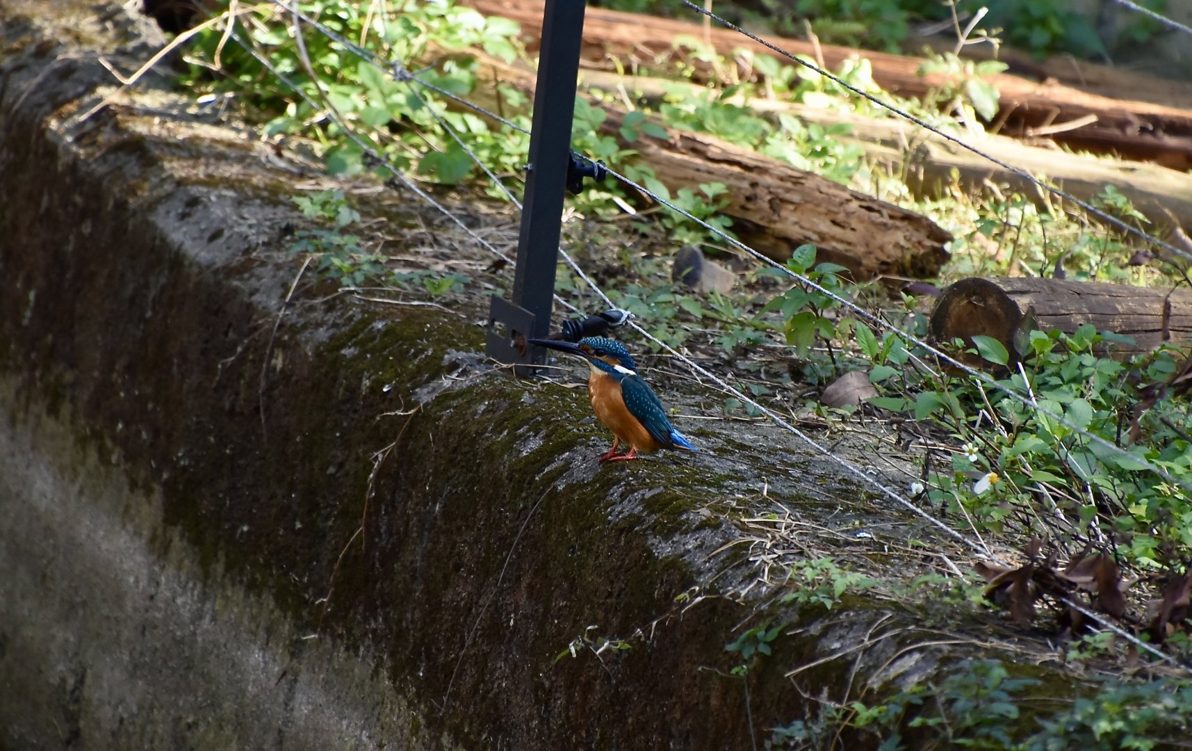 Common Kingfisher (Alcedo atthis bengalensis) - wild