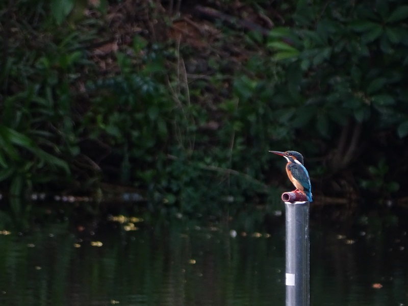 Common kingfisher (Alcedo atthis bengalensis)