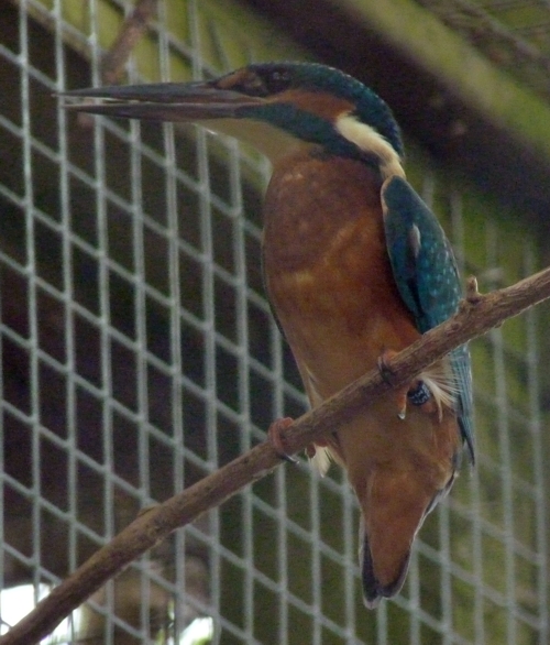 Common kingfisher (Alcedo atthis)