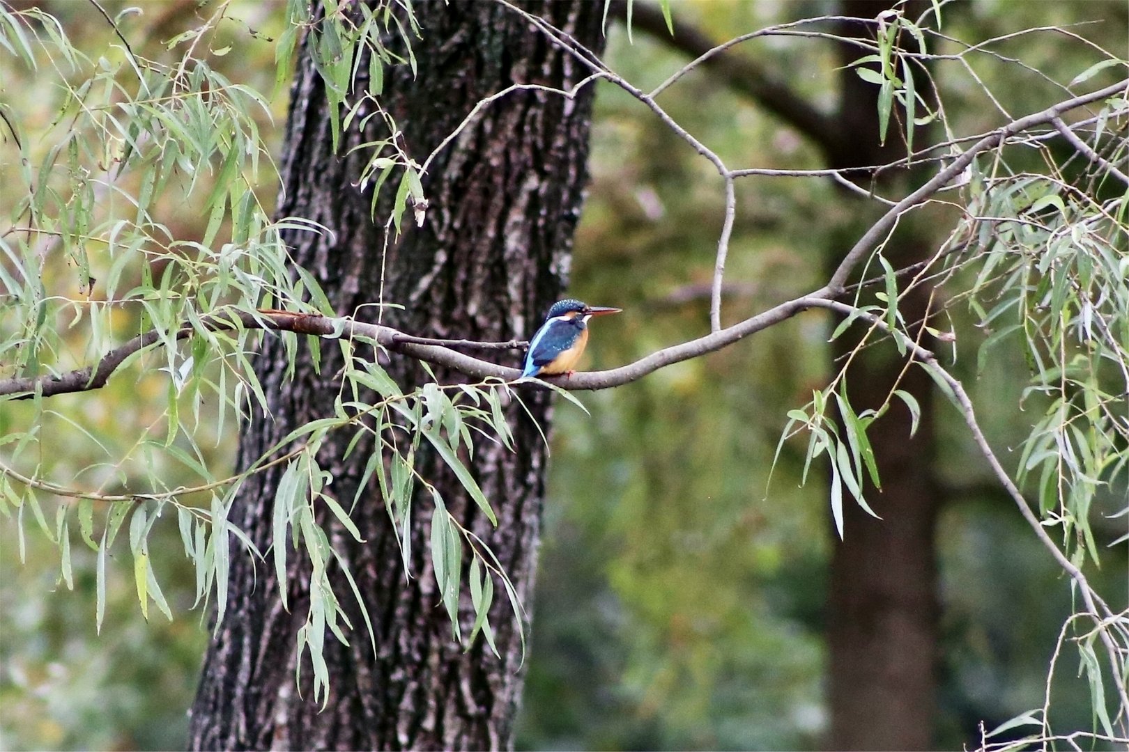 Common Kingfisher (Alcedo atthis)