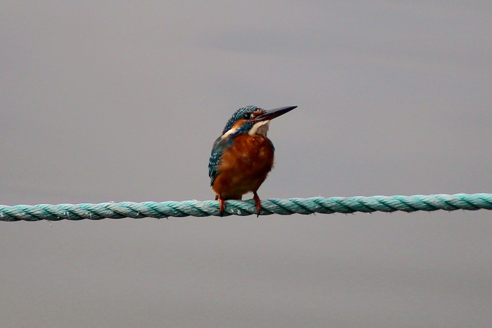 Common Kingfisher (Alcedo atthis)