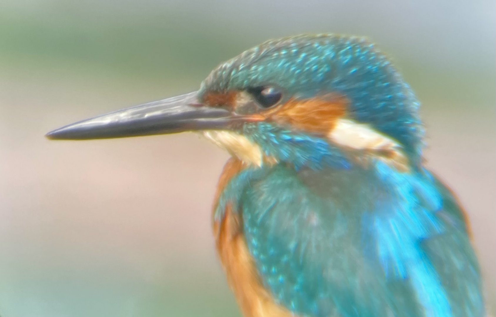 Common Kingfisher, Alcedo atthis