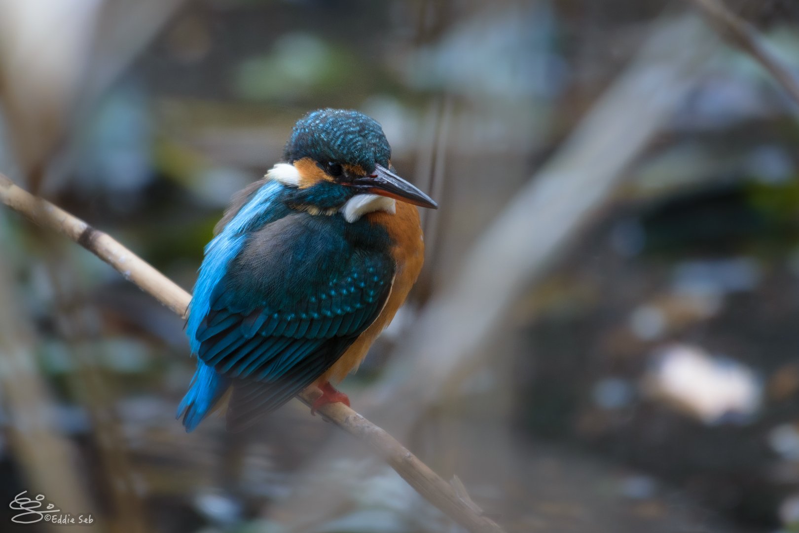 Common Kingfisher (Alcedo Atthis)