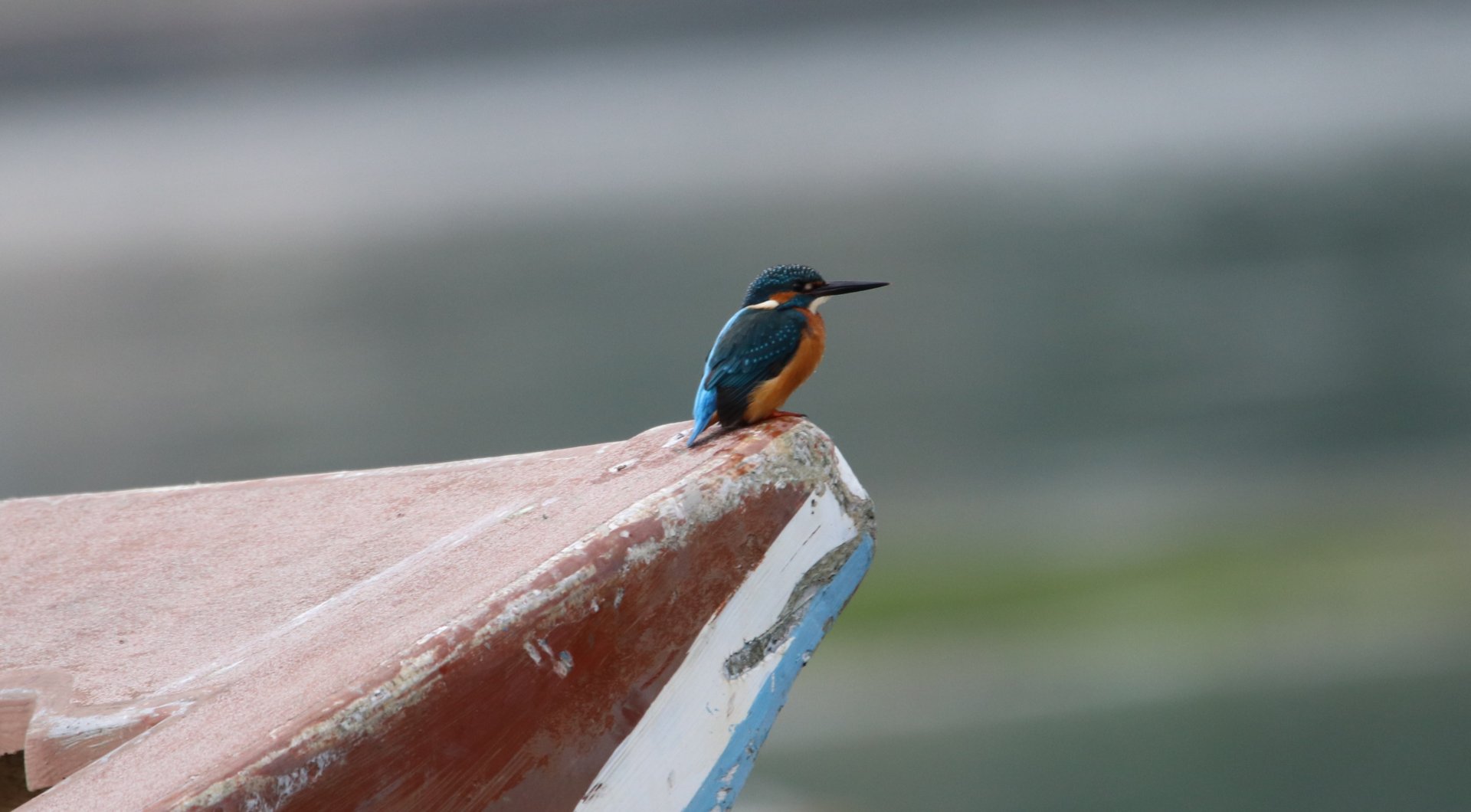 Common Kingfisher (Alcedo atthis)