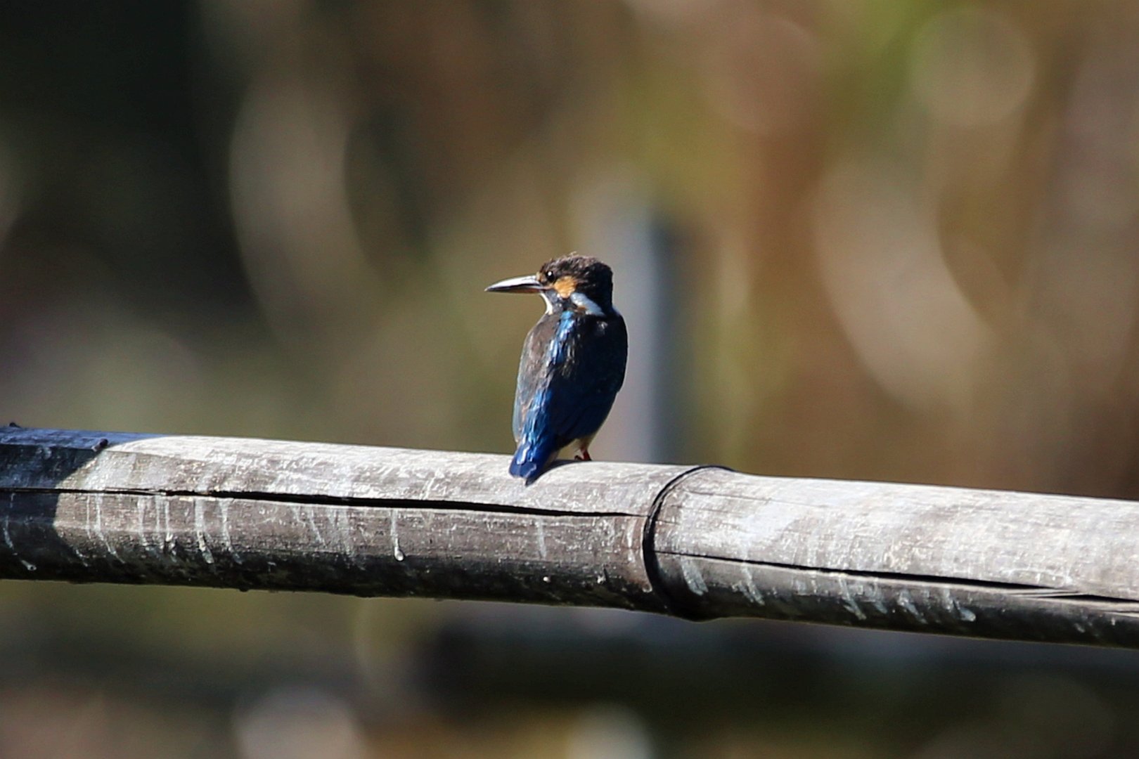Common Kingfisher (Alcedo atthis)