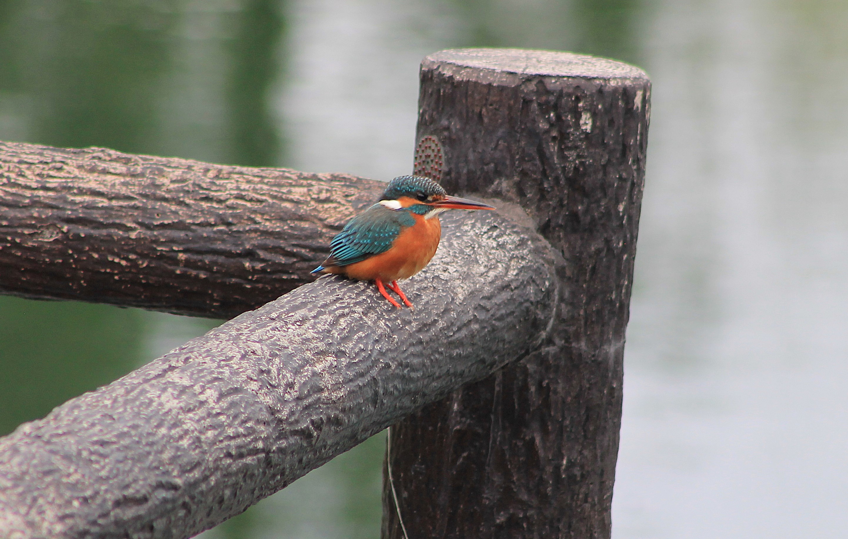 Common Kingfisher (Alcedo atthis)