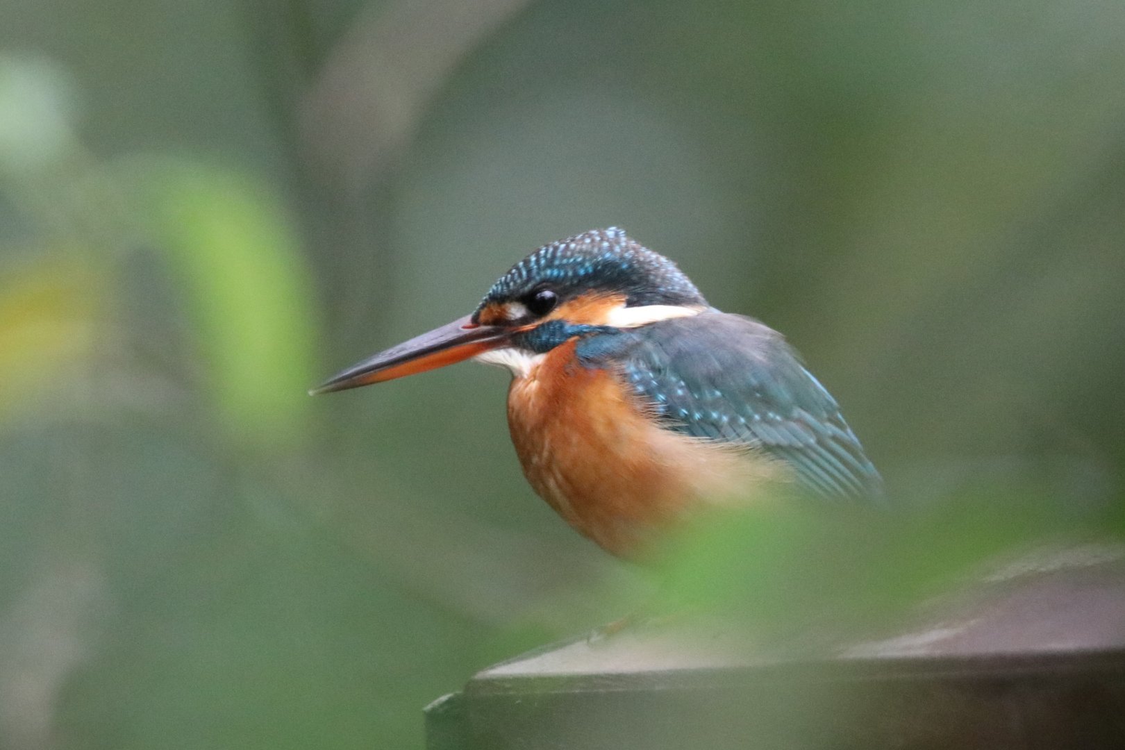 Common Kingfisher (Alcedo atthis)