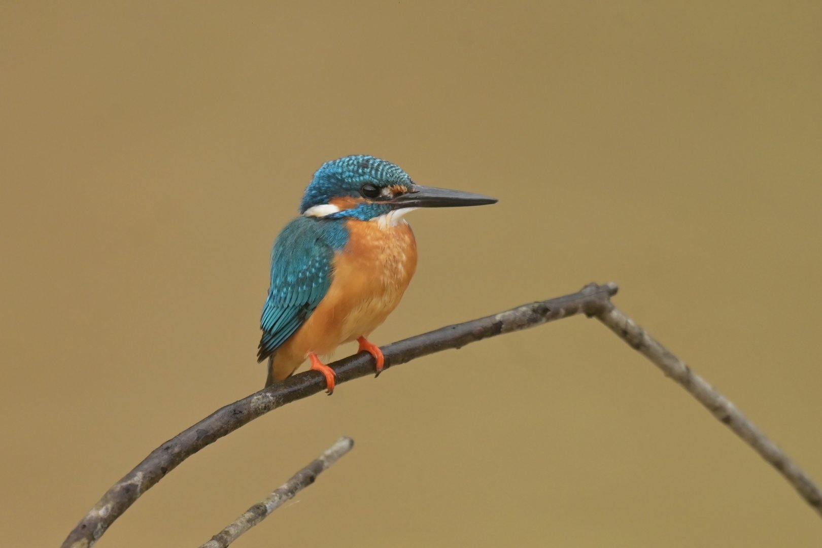 Common Kingfisher Alcedo atthis
