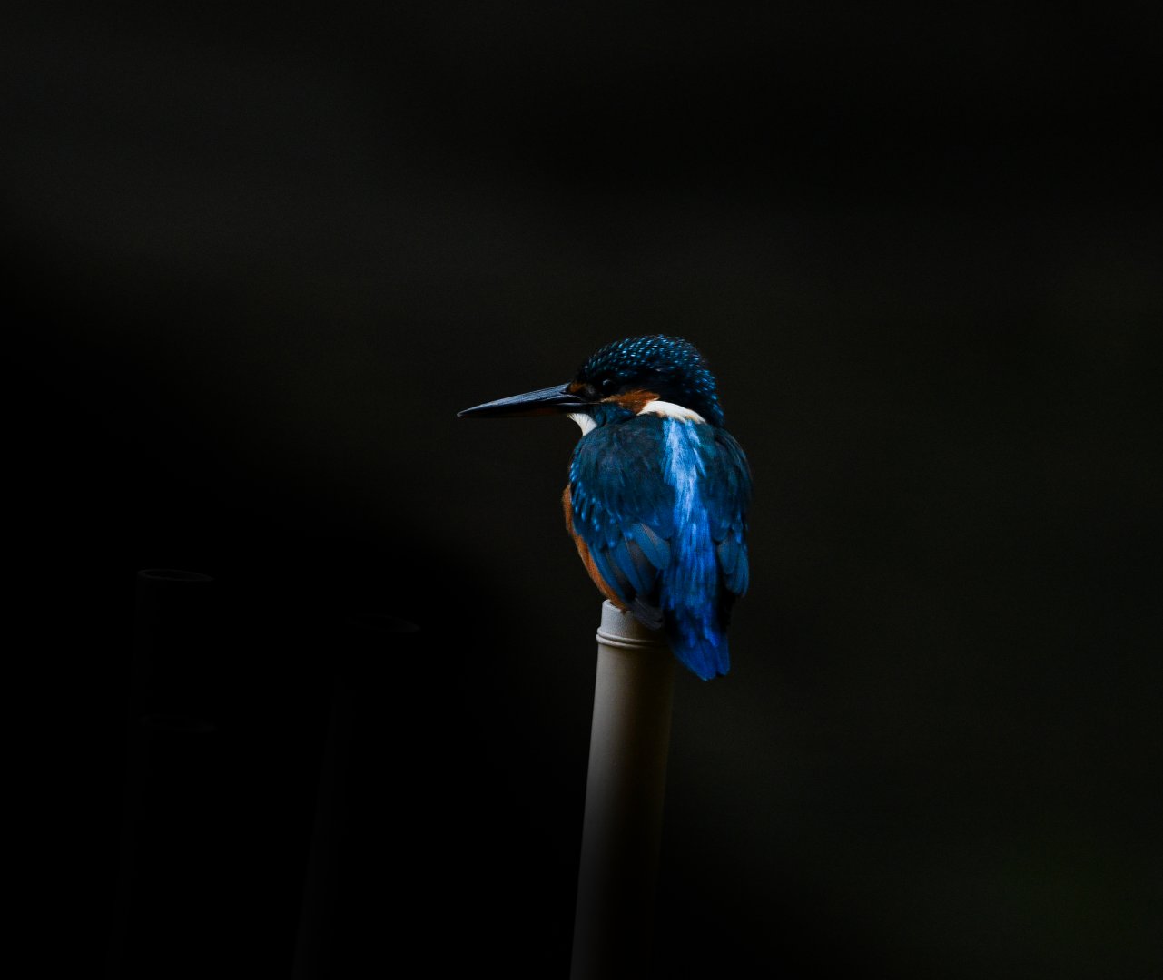 Common Kingfisher ~ Arisugawa Park