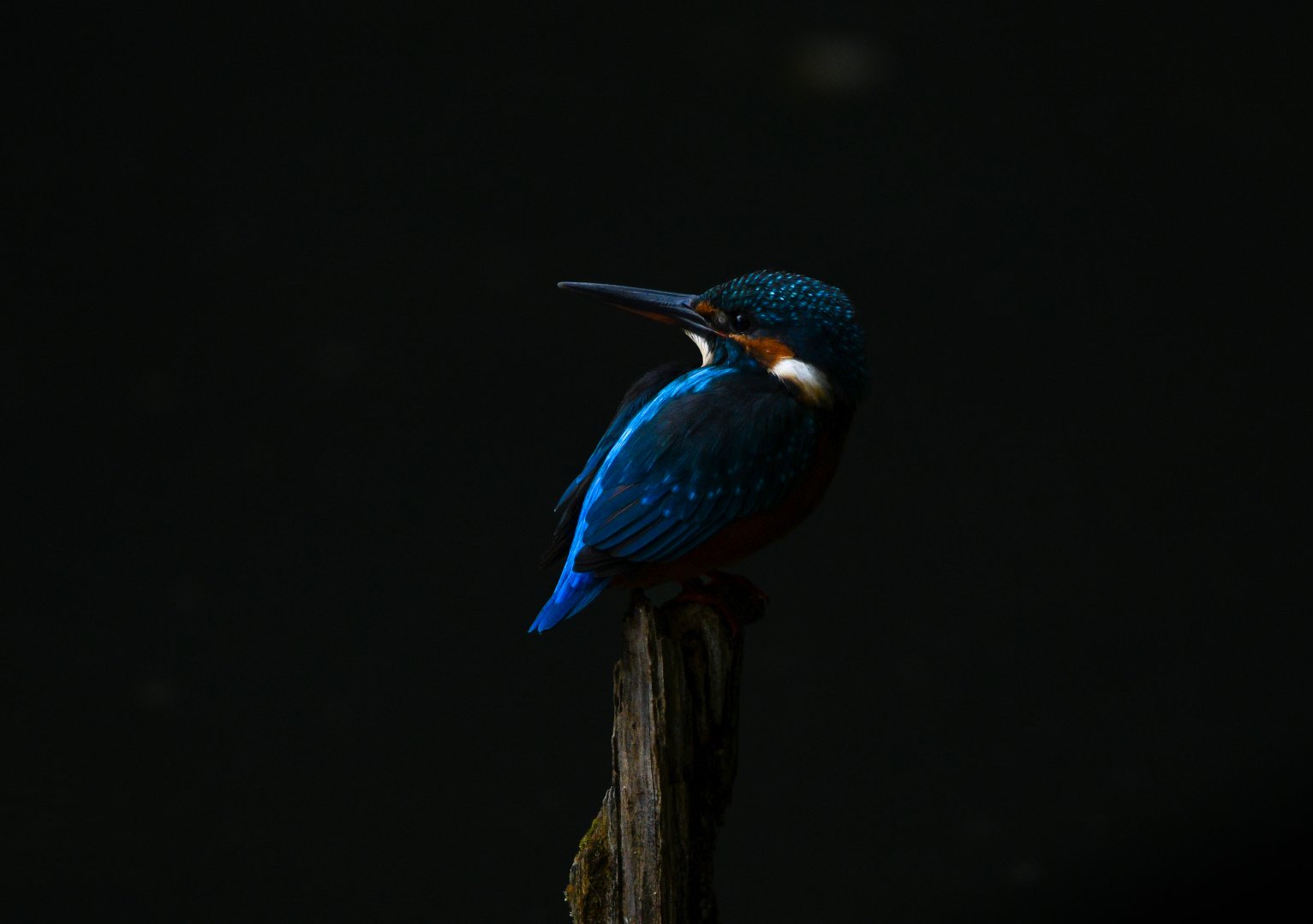 Common Kingfisher ~ Arisugawa Park