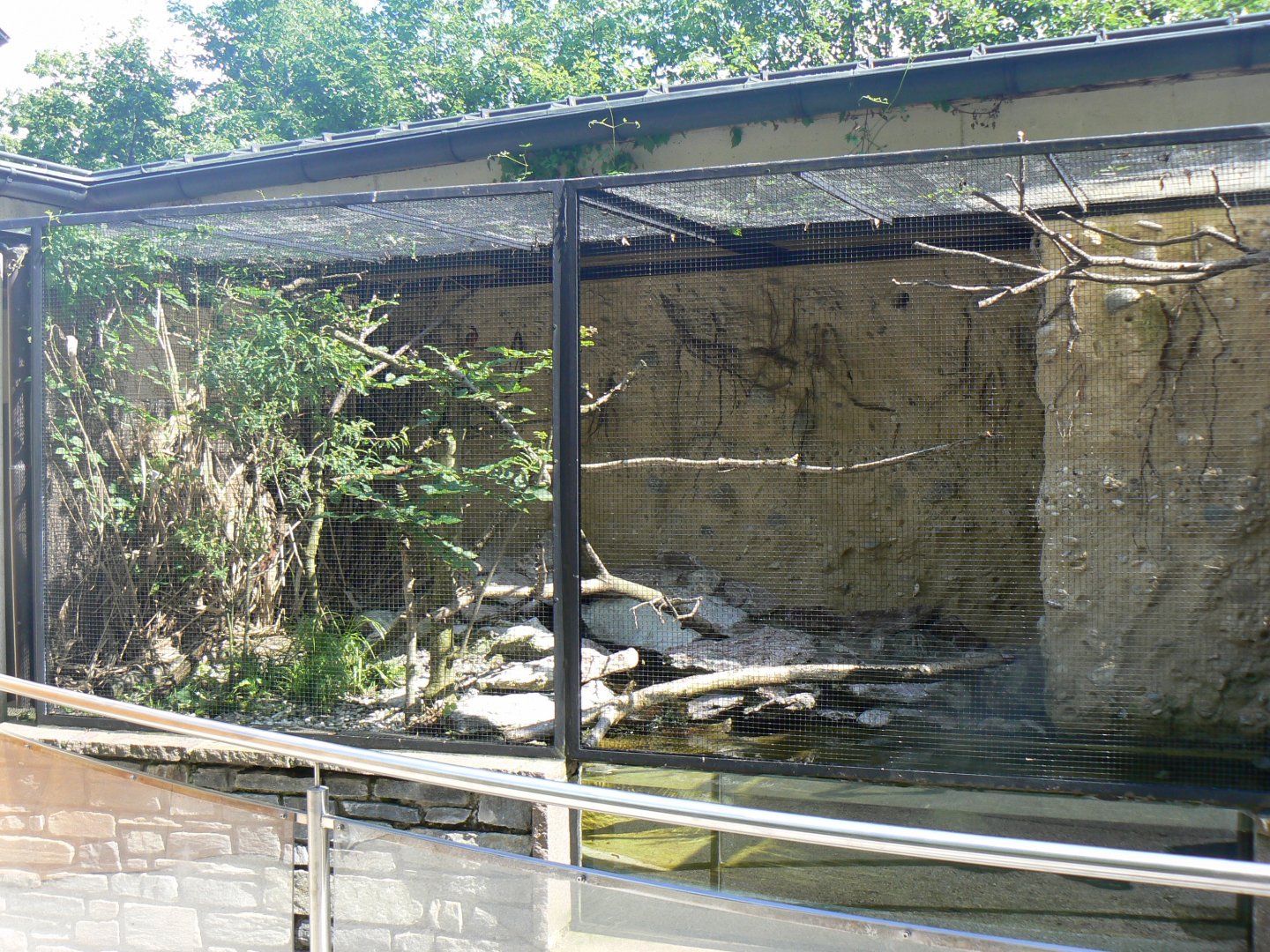 Common Kingfisher Aviary - 4 June 2019