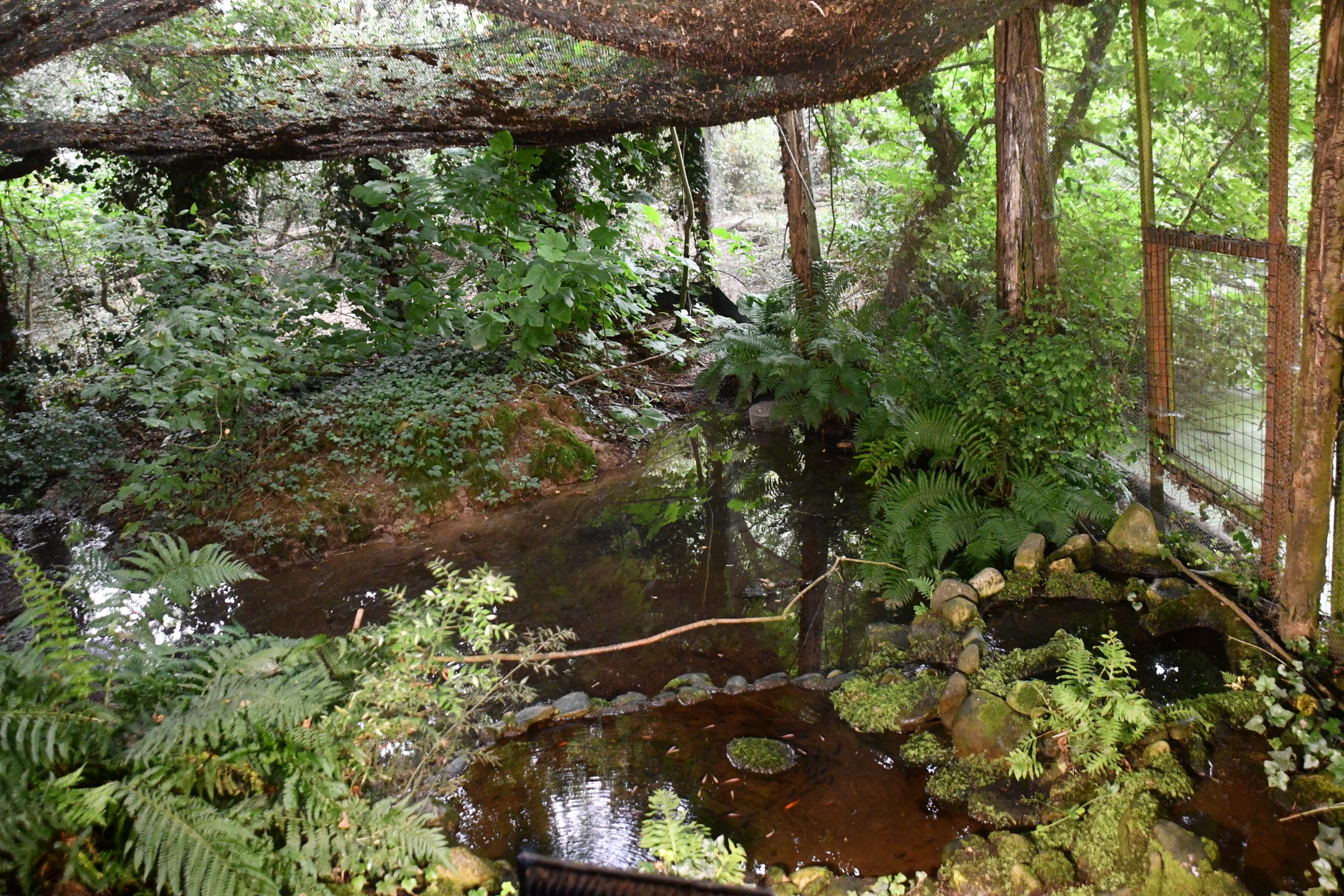 Common Kingfisher exhibit