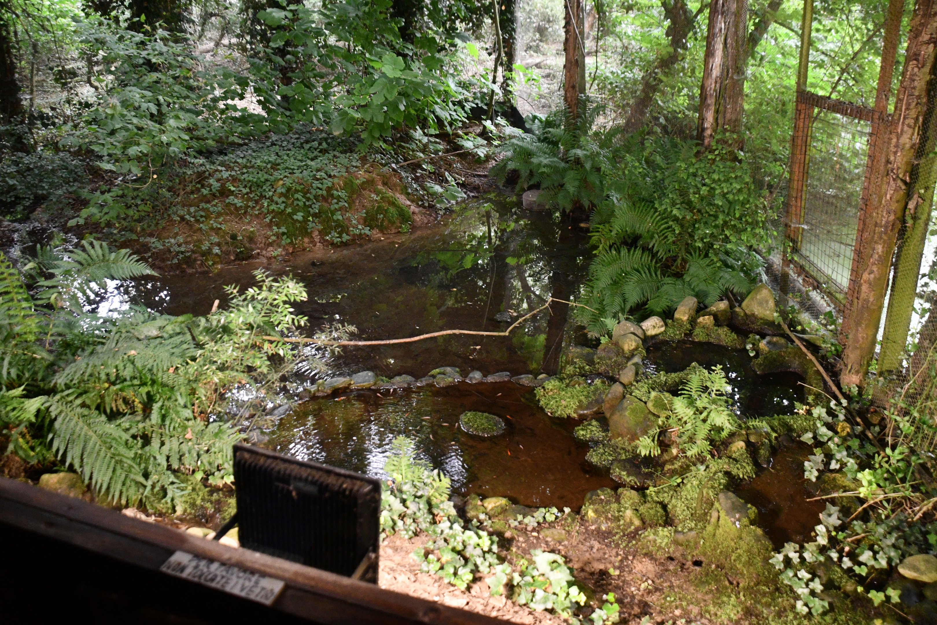 Common Kingfisher exhibit