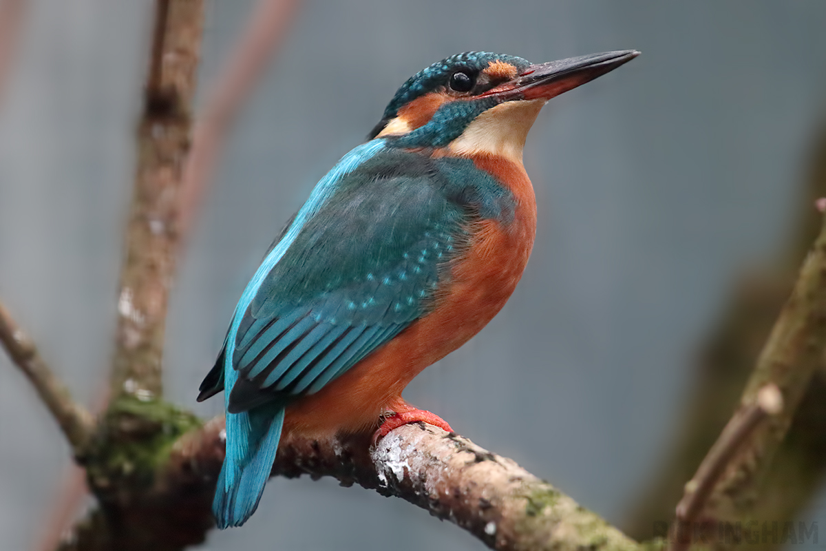 Common Kingfisher Female - 5th January 2020