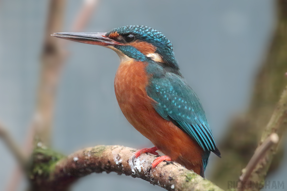 Common Kingfisher | Female - 5th January 2020