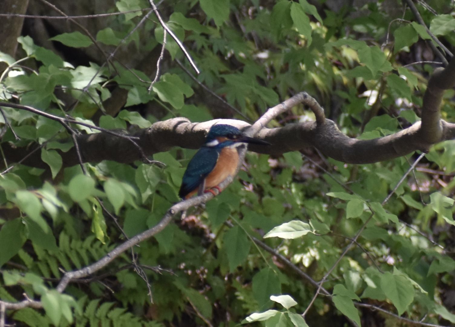 Common Kingfisher ~ Karuizawa