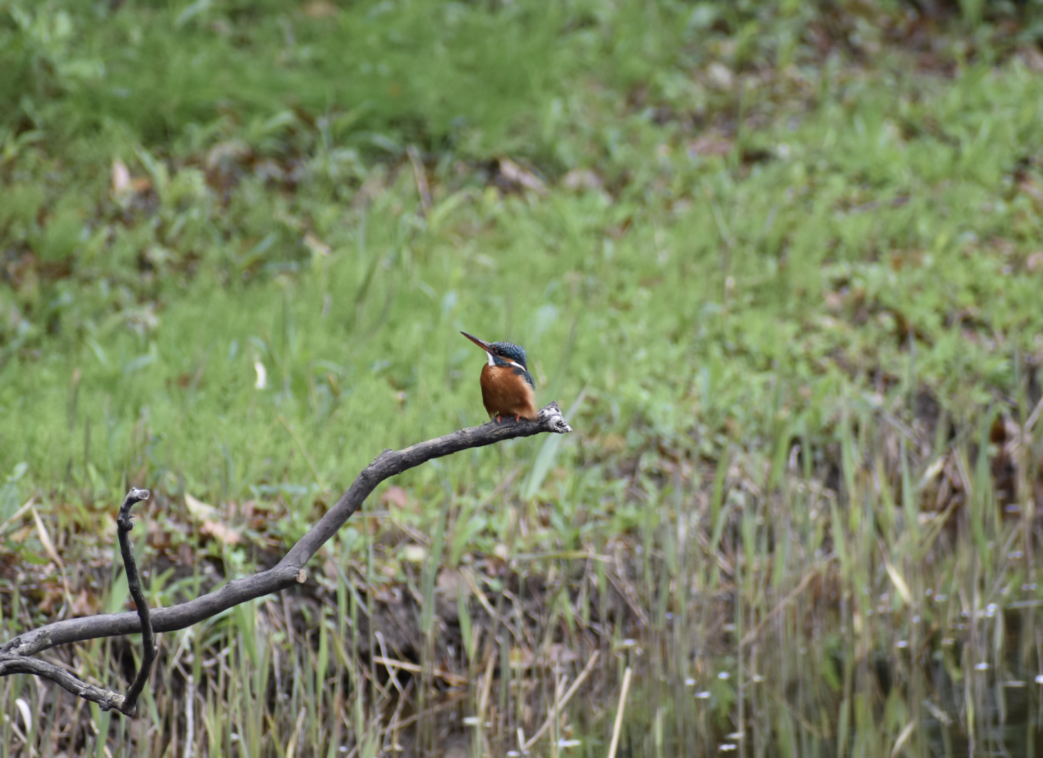 Common Kingfisher ~ Kasai Rinkai Bird Sanctuary