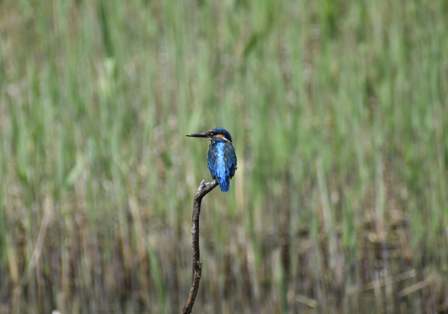 Common Kingfisher ~ Kasai Rinkai Bird Sanctuary