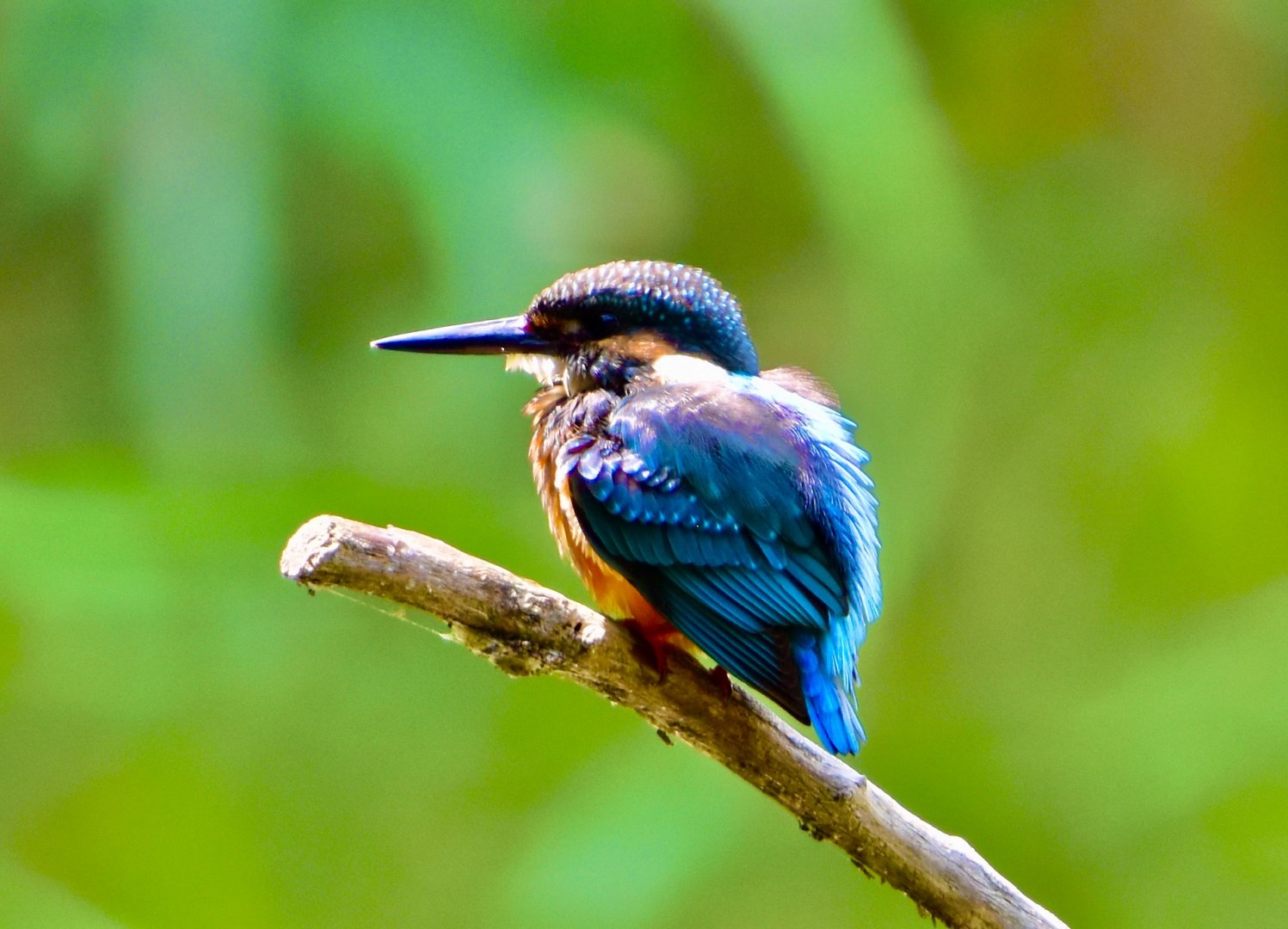 Common Kingfisher ~ Kasai Rinkai Bird Sanctuary