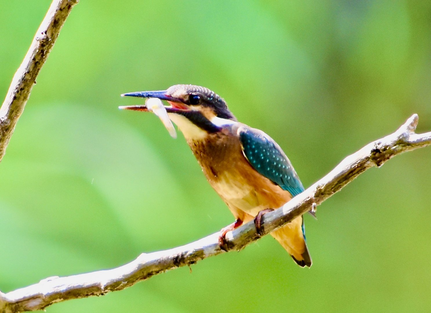 Common Kingfisher ~ Kasai Rinkai Bird Sanctuary