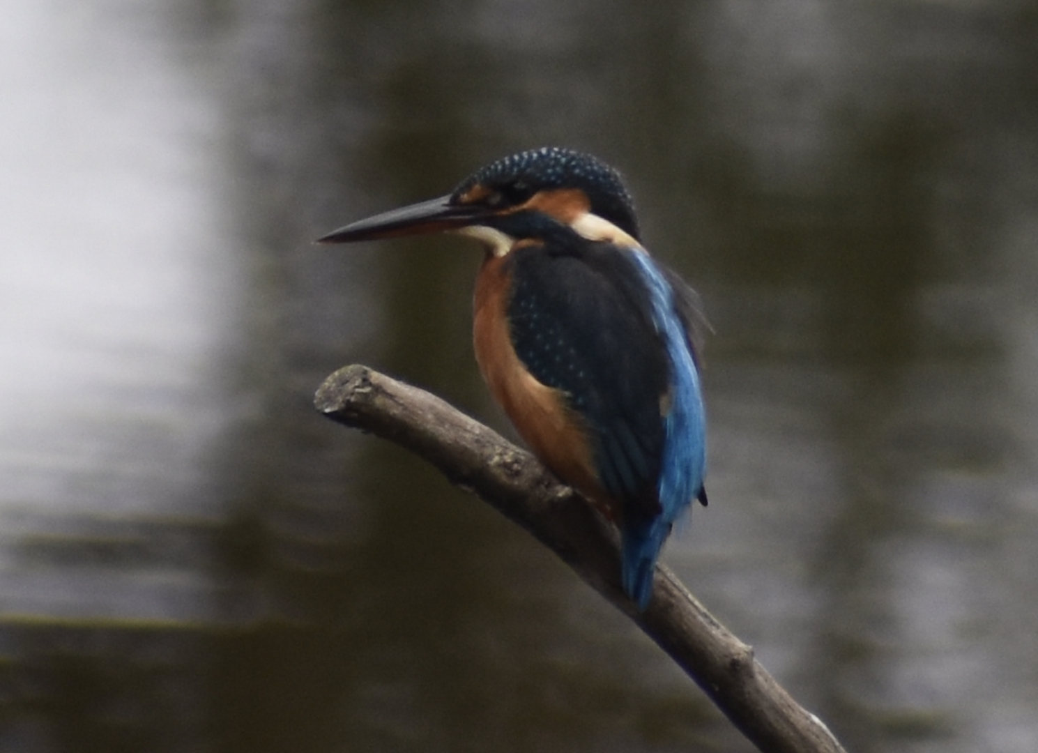 Common Kingfisher, Kasai seaside park bird sanctuary