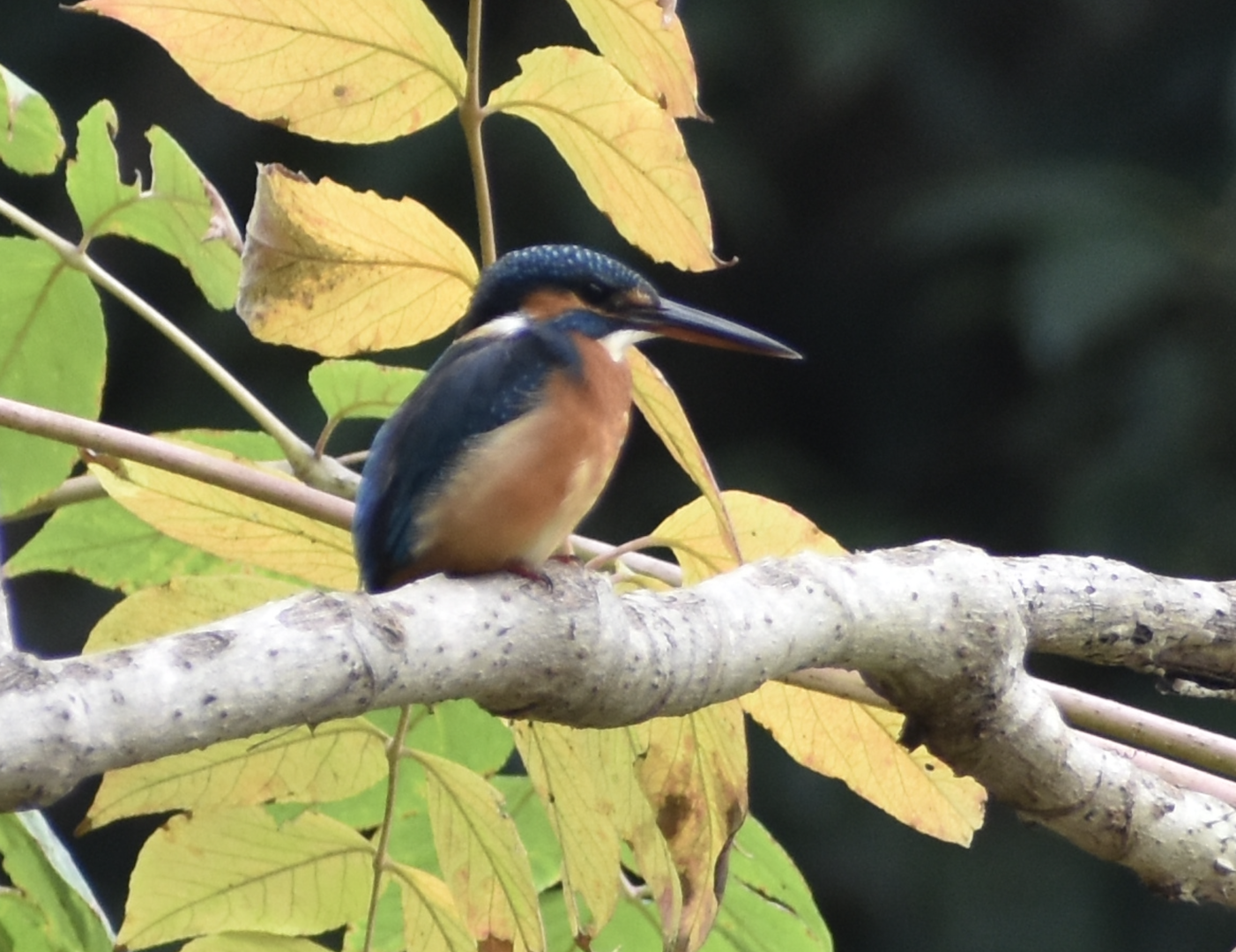 Common Kingfisher, Kasai seaside park bird sanctuary