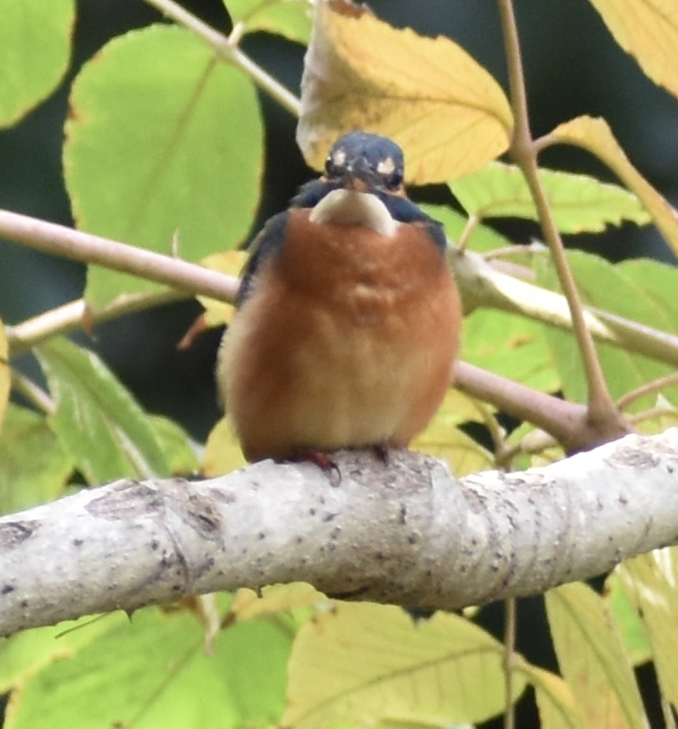 Common Kingfisher, Kasai seaside park bird sanctuary