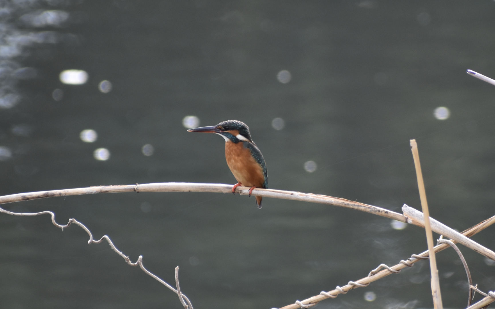 Common Kingfisher - Tokyo Port Wild Bird Park