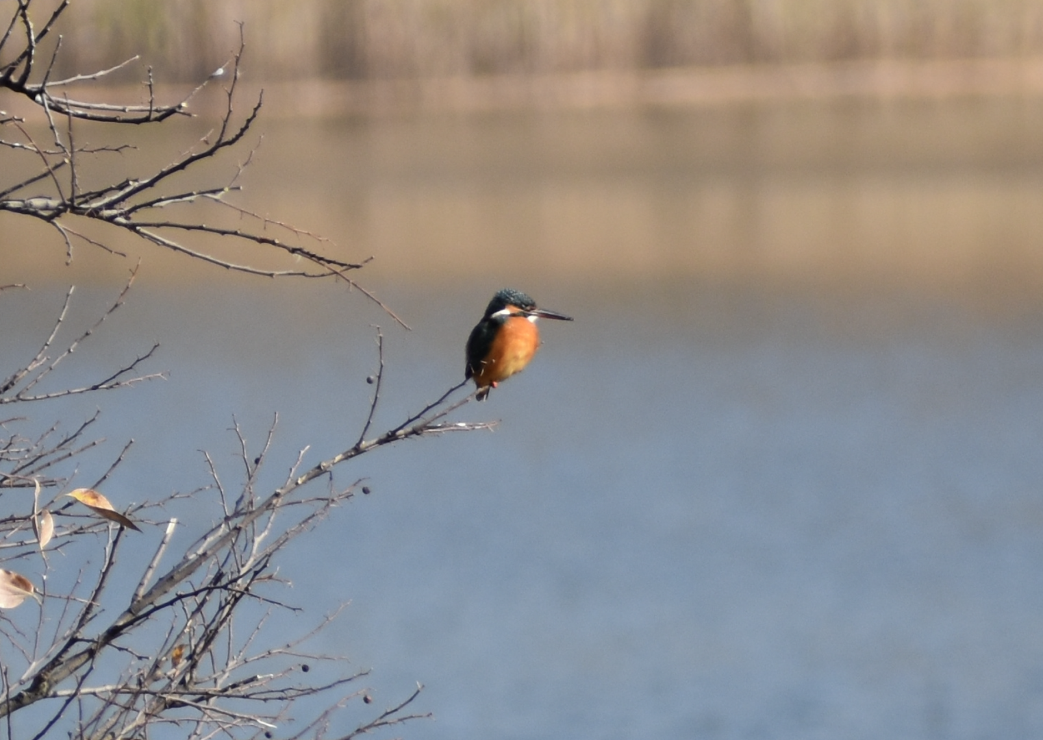Common Kingfisher ~ Tokyo Port Wild Bird Park