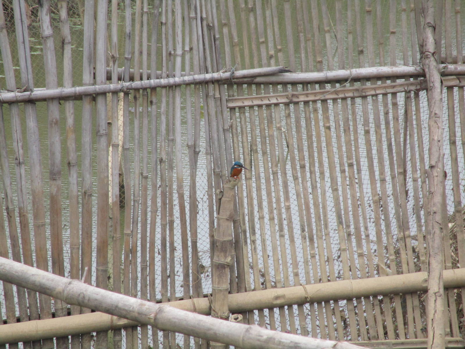 Common Kingfisher - Van Long