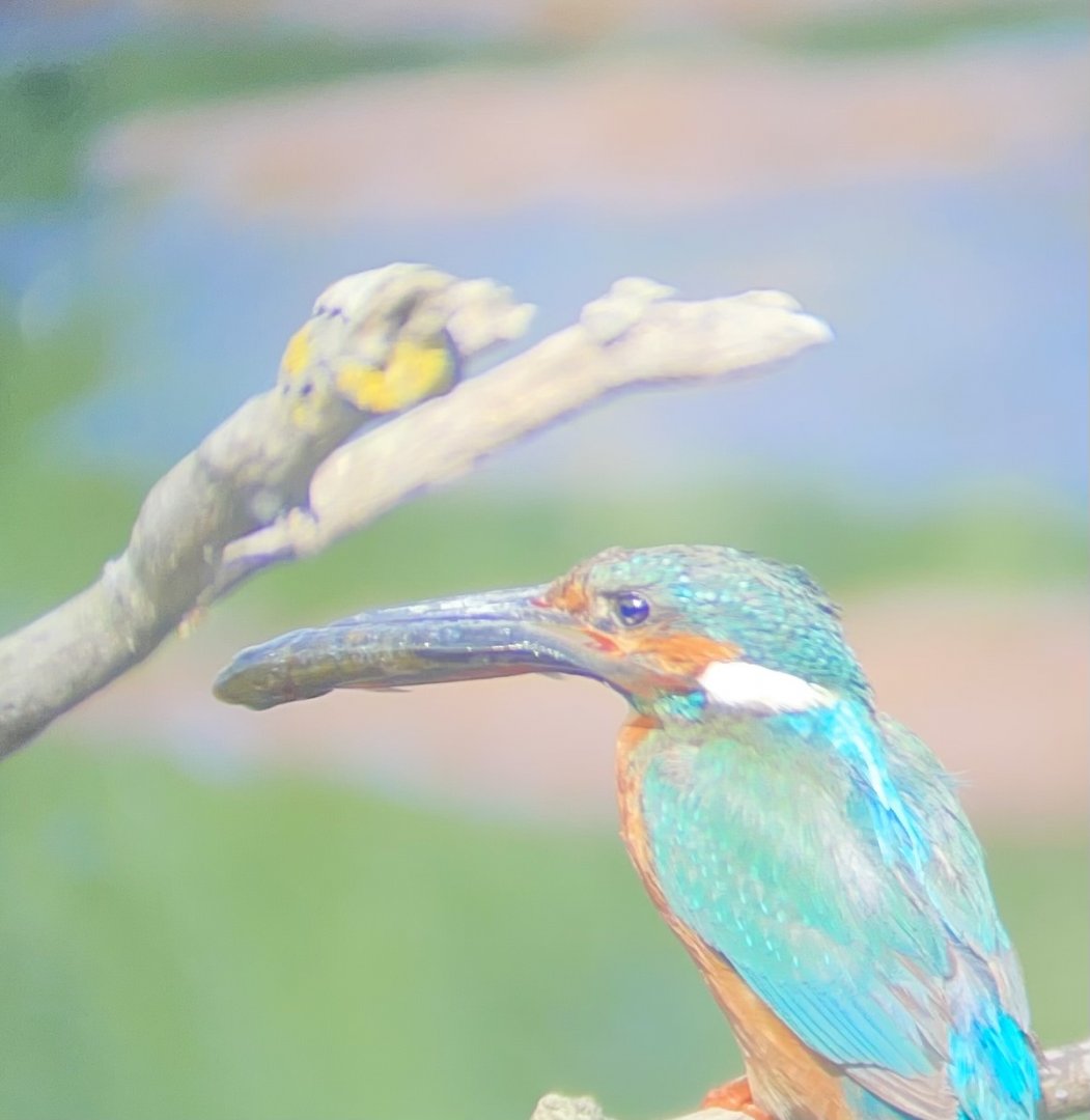 Common Kingfisher with Fish