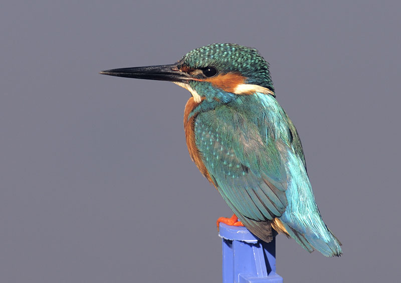 Common kingfisher
